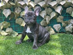 Brindle Frenchie Available! AKC Registered! Pure breed!