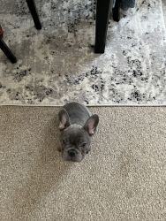 Selling 12 week old Frenchie