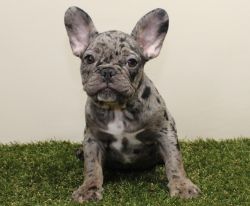 Chocolate Merle Isabella carrier! Frenchie Available! AKC Registered!