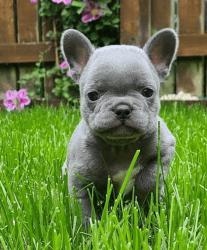 French bulldog puppies male and female available and ready for their f