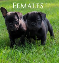 Affordable french bulldogs