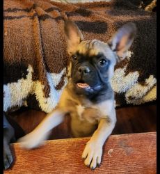 French Bulldog Puppies AVAILABLE