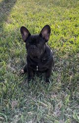 French bull for sale