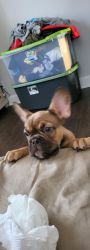 6 month old French Bulldog with updated shot record Akc certification