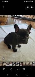 2 french bulldog puppies for sale