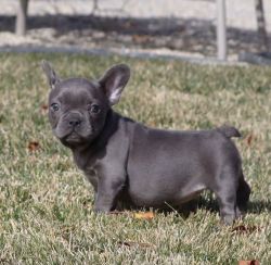 Charming French Bulldog Puppies: Find Your Perfect Companion Today!