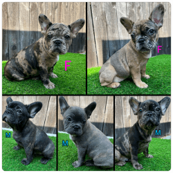 Frenchie puppy for sale!