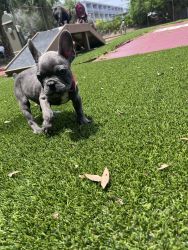 six French bulldog puppies available now