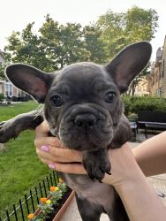 Male frenchie 8 weeks old. Ready to join loving family