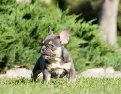 French bulldog puppies 3 months