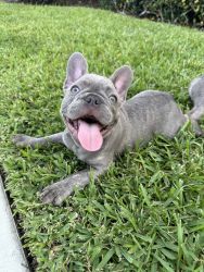 Merle French bulldogs for sale