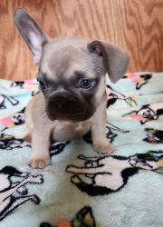 Squirt Blue Fawn Male French Bulldog AKC Registered