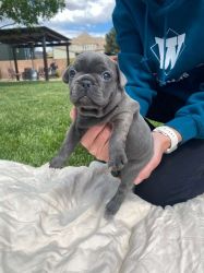 8 weeks, female frenchie for sale.