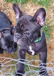 AKC French Bulldog Male Baby