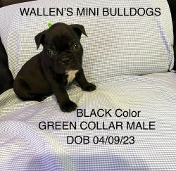 WALLEN’S Mini Bulldog