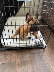 5 month frenchie