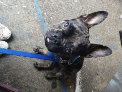 7 month old French bulldog puppy Merle