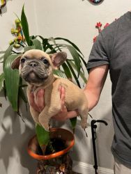 Frenchie puppies for rehome