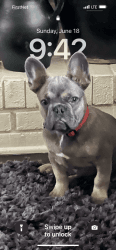 Male French bulldog 1 yr old for sale