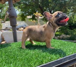 Frenchies puppies available for permanent home