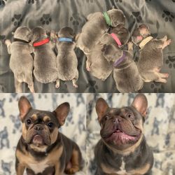 Gorgeous Blue/Lilac Tan Point Frenchie Puppies