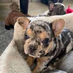 Adorable French bulldog puppies ready for adoption