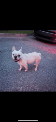 Rehoming of french bulldog