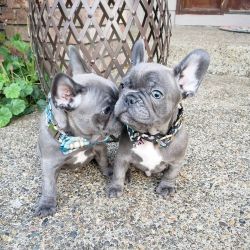 Beautiful Frenchies ready for a new home