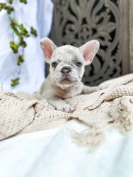 Lilac Merle Frenchies