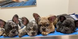 AKC Registered 14 Week French Bulldogs