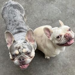 Frenchies are ready for a good home
