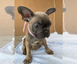 Beautiful French Bulldog Puppy for Sale.