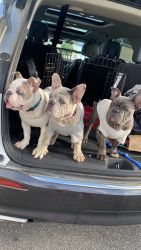 Frenchie Puppies Available NOW