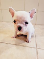 Frenchies/ French Bulldogs