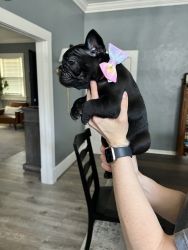 2 female/ 2 male Frenchie Puppies