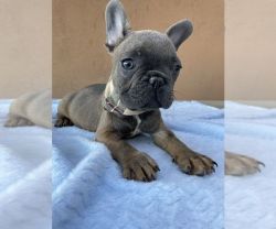 Charmy French Bulldog Puppy for sale.