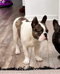 French Bulldog - Biscuit