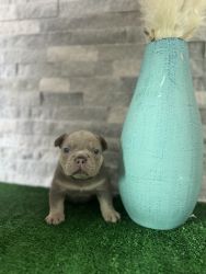 Puppy Male Frenchie for Sale