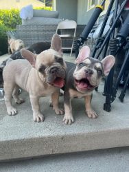 Top Quality French Bulldogs Available.