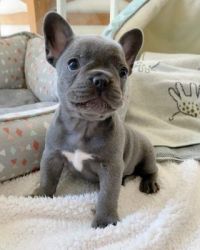Lovely French Bulldog Puppy for Sale.