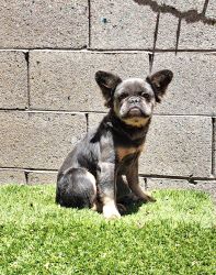 Blue &tan fluffy frenchie