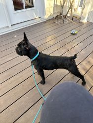 French Bulldog/Boston Terrier