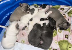 Four week old French bulldogs