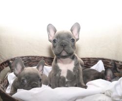 Adorable Frenchies