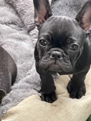 French Bulldog Puppies looking for their forever home