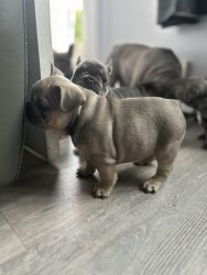 Quality chunky French bulldog girls 6 weeks old