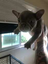 Frenchies need new homes