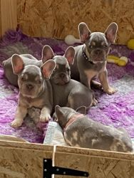 3 lilac tan French bulldogs ready to go