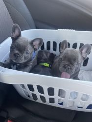 French bulldog puppies BLUE READY NOW