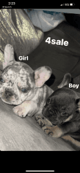 Frenchie Puppies for Sale